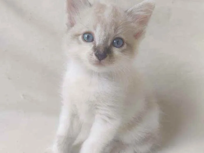 Gato ra a Sem raça definida idade Abaixo de 2 meses nome Sem nome