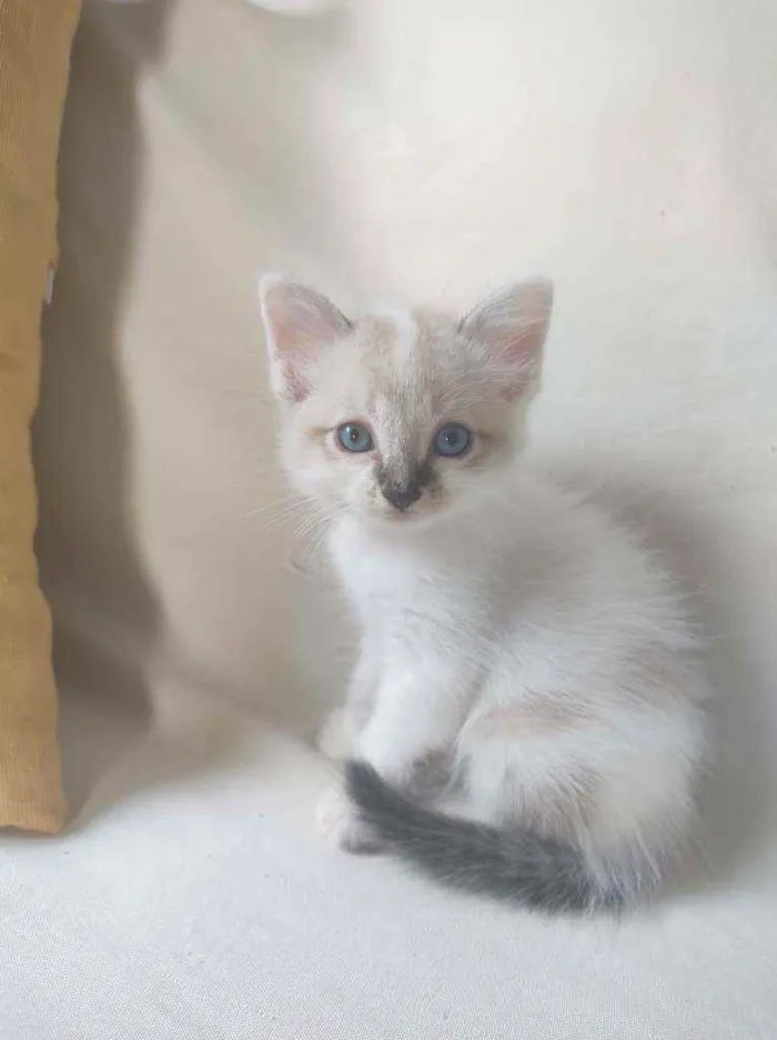 Gato ra a Sem raça definida idade Abaixo de 2 meses nome Sem nome