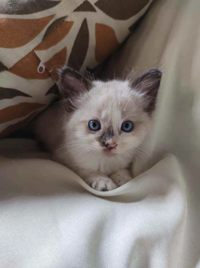 Gato ra a Sem raça definida idade Abaixo de 2 meses nome Pipinha