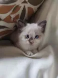 Pipinha