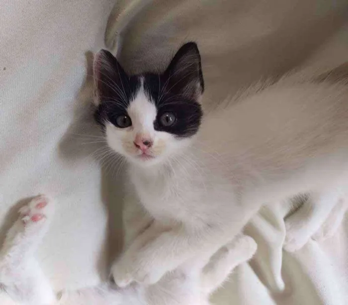 Gato ra a Sem raça definida idade Abaixo de 2 meses nome Sem nome