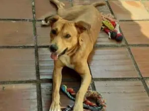 Cachorro raça SRD-ViraLata idade 2 anos nome Menino