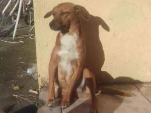 Cachorro raça vira lata idade 1 ano nome brânquinha 