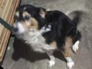 Cachorro raça Vira latas idade 6 ou mais anos nome Fuleca