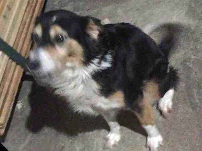 Cachorro ra a Vira latas idade 6 ou mais anos nome Fuleca