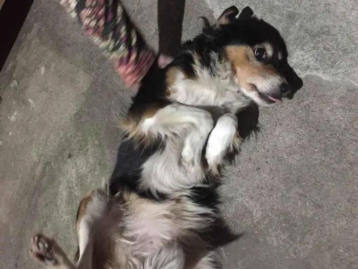 Cachorro ra a Vira latas idade 6 ou mais anos nome Fuleca
