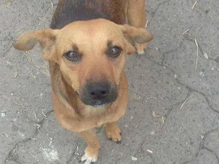 Cachorro ra a vira lata idade 1 ano nome feia ou fefe 