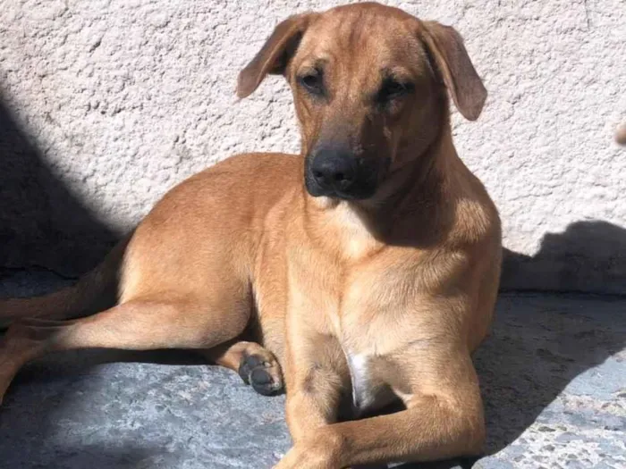 Cachorro ra a SRD idade 1 ano nome Simba