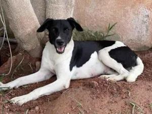 Cachorro raça SRD idade 2 anos nome Brigitte