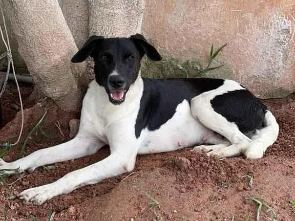 Cachorro ra a SRD idade 2 anos nome Brigitte