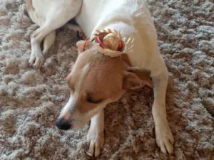 Cachorro raça SRD idade 2 anos nome Sol