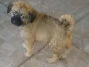 Cachorro raça SRD idade 2 a 6 meses nome Ursinho