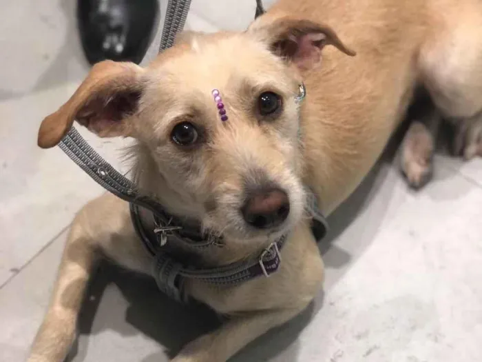 Cachorro ra a SRD idade 2 anos nome Carlota