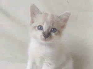 Gato raça Sem raça definida idade Abaixo de 2 meses nome Sem nome