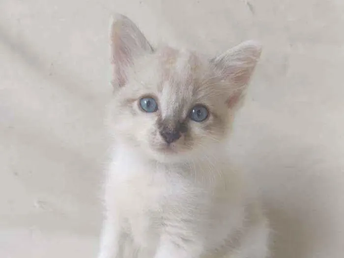Gato ra a Sem raça definida idade Abaixo de 2 meses nome Sem nome