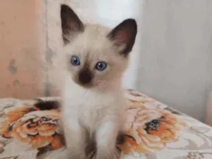 Gato raça Sem raça definida idade Abaixo de 2 meses nome Sem nome