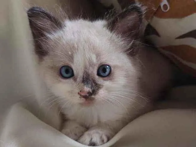 Gato ra a Sem raça definida idade Abaixo de 2 meses nome Pipinha