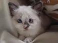 Pipinha