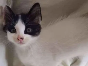 Gato raça Sem raça definida idade Abaixo de 2 meses nome Sem nome