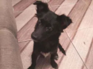 Cachorro raça Canina idade 2 a 6 meses nome Fofinha