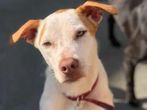 Cachorro raça SRD idade 1 ano nome Twix