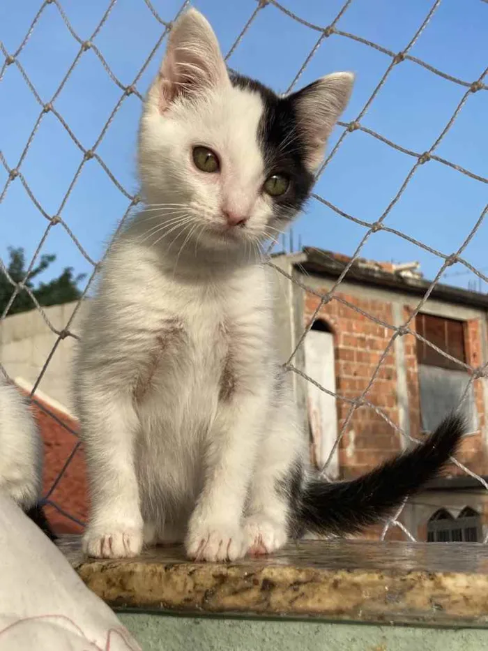 Gato raça Sem raca idade 2 a 6 meses nome Lua