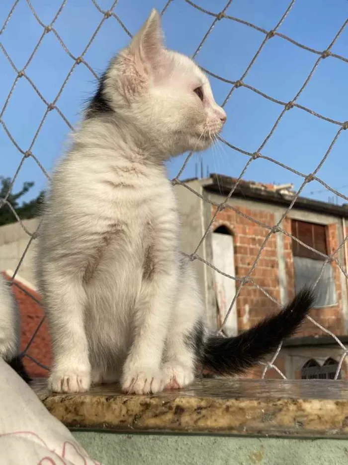 Gato raça Sem raca idade 2 a 6 meses nome Lua