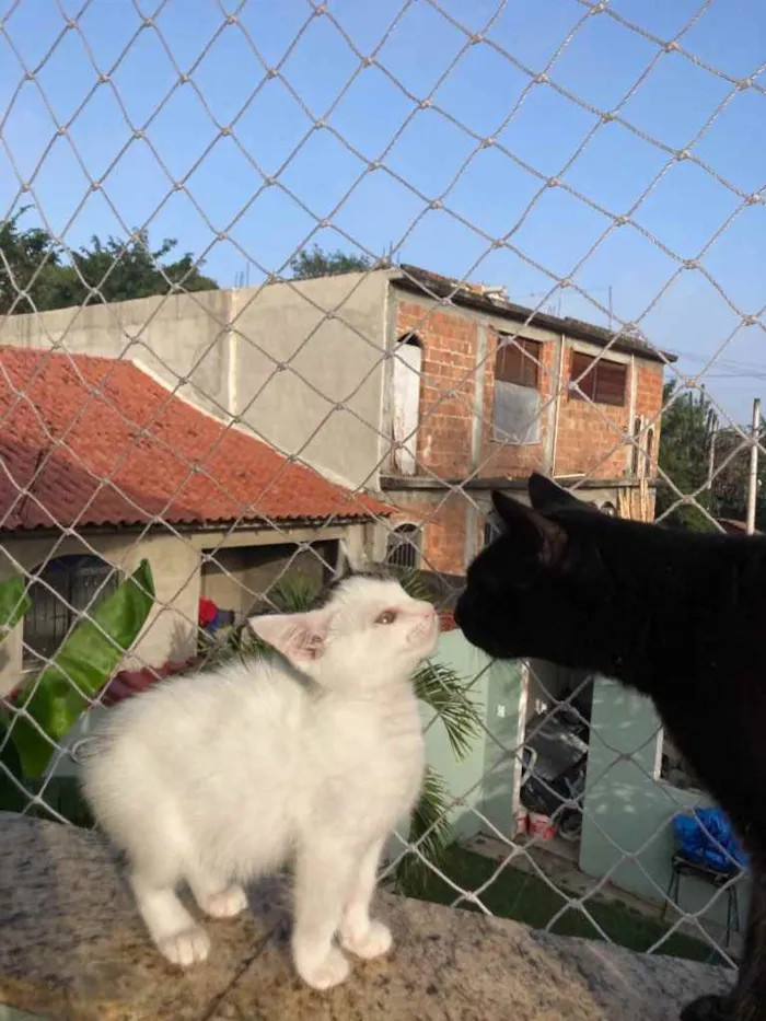 Gato raça Sem raca idade 2 a 6 meses nome Lua
