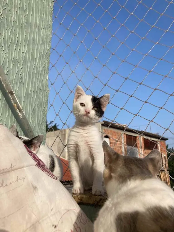 Gato raça Sem raca idade 2 a 6 meses nome Lua