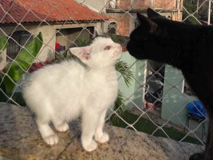 Gato raça Sem raca idade 2 a 6 meses nome Lua