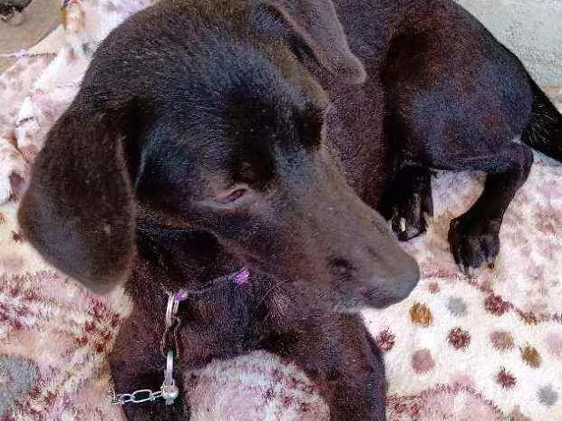 Cachorro raça Mestiça idade 3 anos nome Pretinha