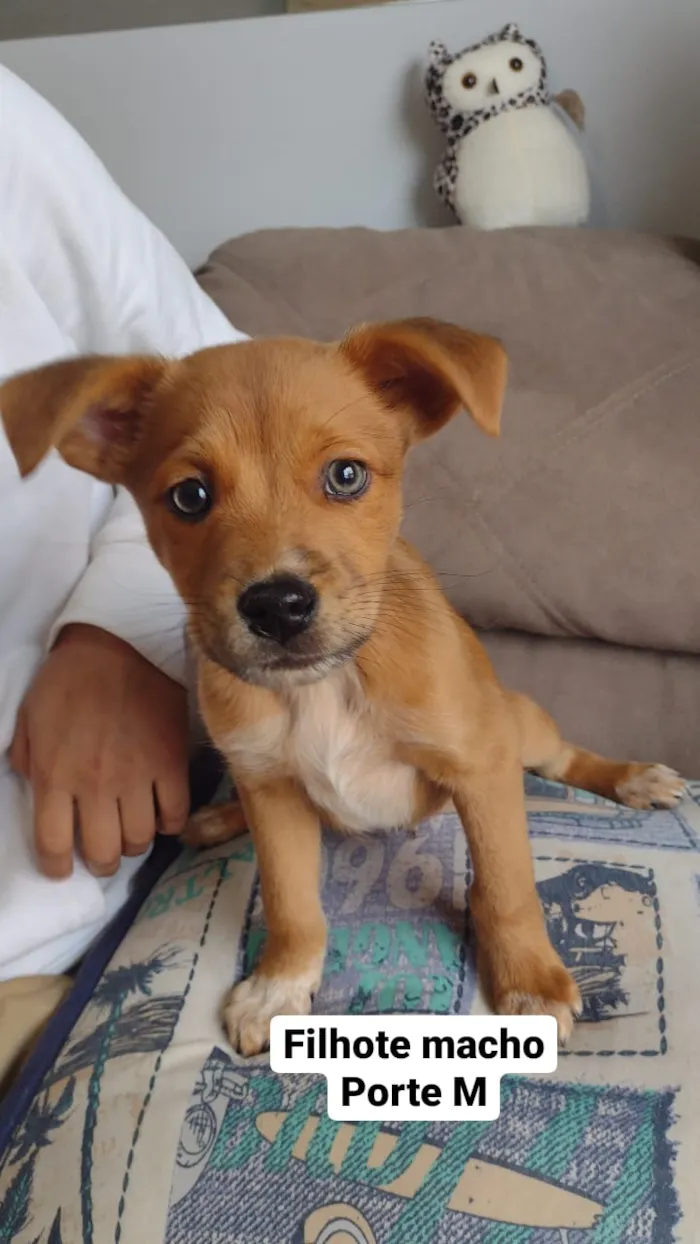 Cachorro raça SRD idade 2 a 6 meses nome Aquiles e Armani
