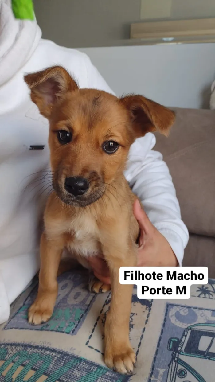 Cachorro raça SRD idade 2 a 6 meses nome Aquiles e Armani