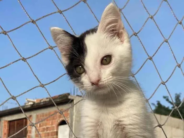 Gato raça Sem raca idade 2 a 6 meses nome Lua