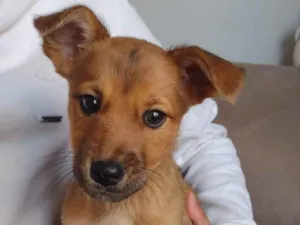 Cachorro raça SRD idade 2 a 6 meses nome Aquiles e Armani