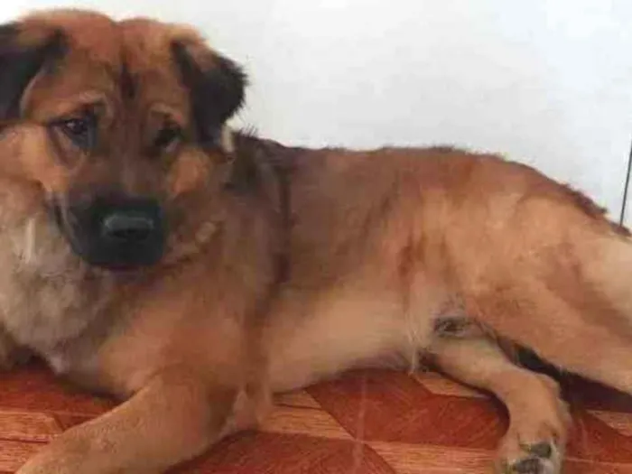Cachorro ra a SRD idade 3 anos nome Max