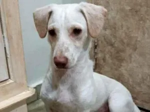 Cachorro raça dachshund idade 7 a 11 meses nome Bento