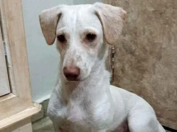 Cachorro raça dachshund idade 7 a 11 meses nome Bento