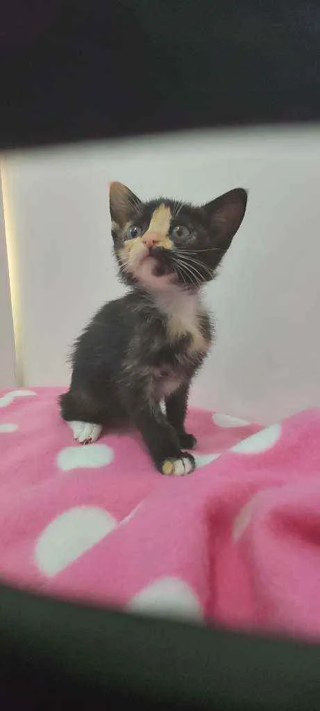 Gato raça Srd idade Abaixo de 2 meses nome Sem nome