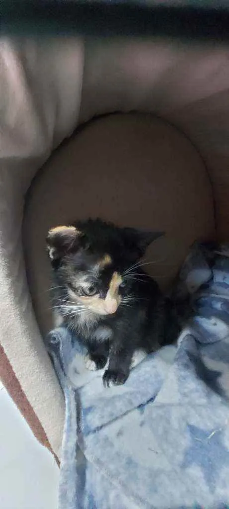 Gato raça Srd idade Abaixo de 2 meses nome Sem nome