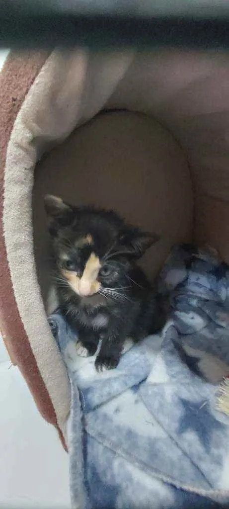 Gato raça Srd idade Abaixo de 2 meses nome Sem nome