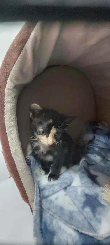 Gato raça Srd idade Abaixo de 2 meses nome Sem nome