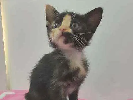 Gato raça Srd idade Abaixo de 2 meses nome Sem nome