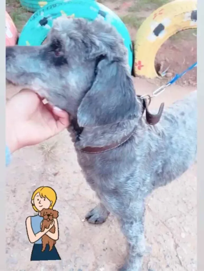 Cachorro ra a Poodle  idade 2 anos nome Snoopy 