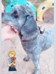 Snoopy
