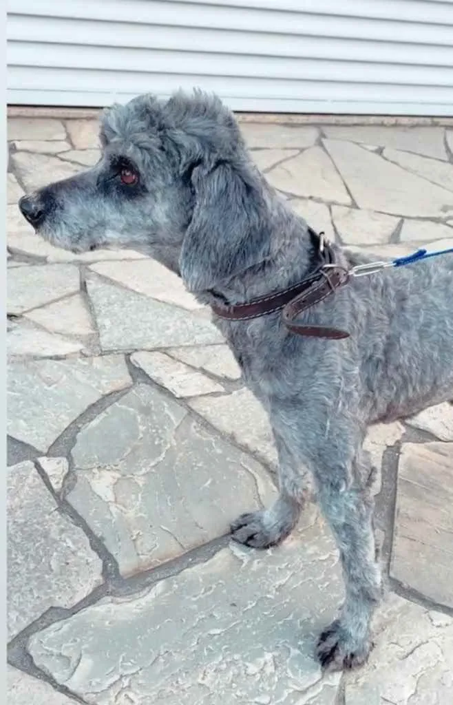 Cachorro ra a Poodle  idade 2 anos nome Snoopy 