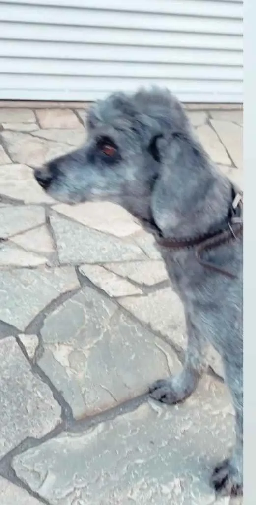Cachorro ra a Poodle  idade 2 anos nome Snoopy 