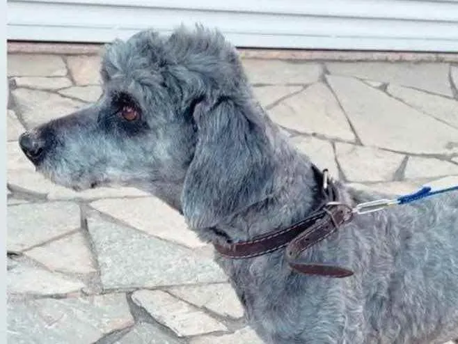 Cachorro ra a Poodle  idade 2 anos nome Snoopy 