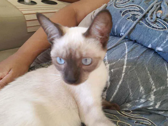 Gato raça Indefinida idade 2 a 6 meses nome Nina