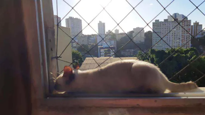 Gato raça Indefinida idade 2 a 6 meses nome Nina